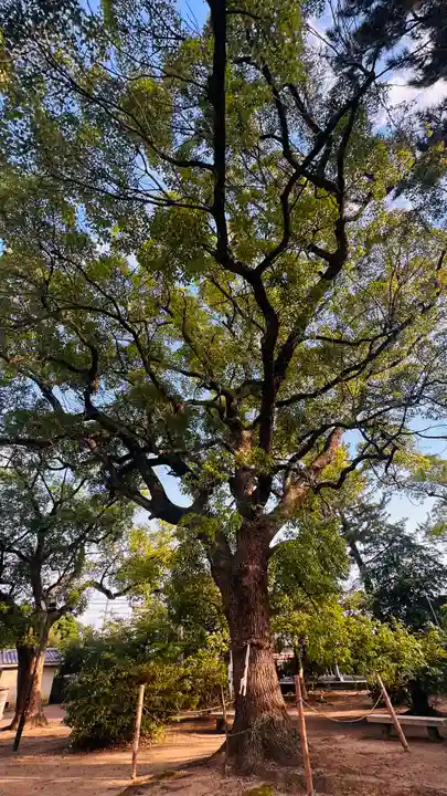 兵主神社(大阪府)