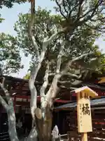 太宰府天満宮の自然