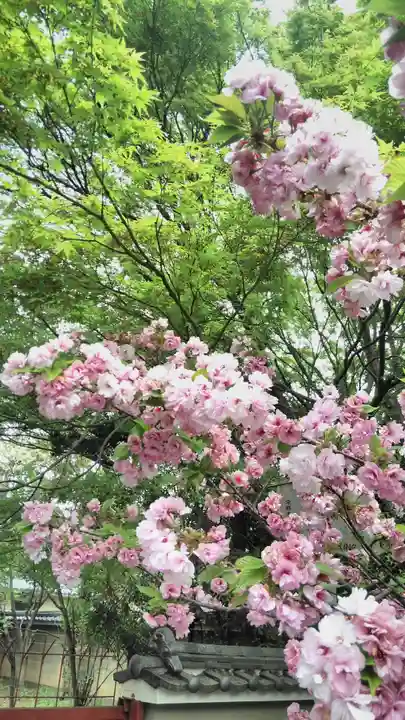 大報恩寺(千本釈迦堂)の自然