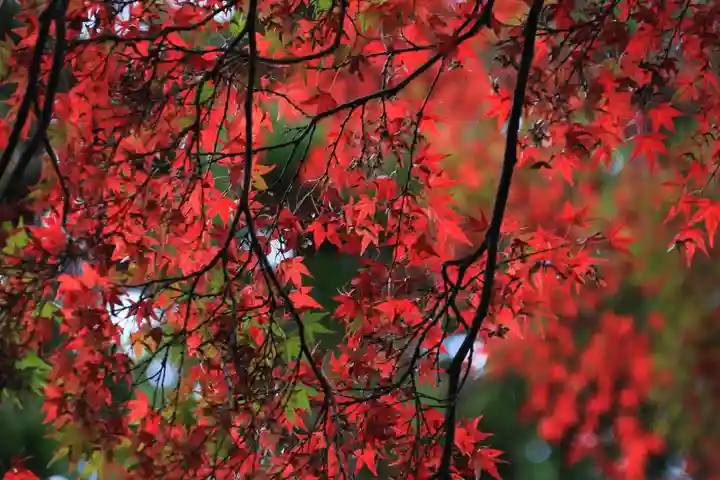 神炊館神社 ⁂奥州須賀川総鎮守⁂の自然