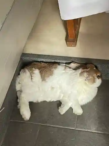 龍宮神社の動物