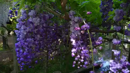 歌泉堂（春日大社神苑萬葉植物園内鎮座）(奈良県)