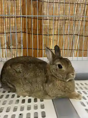 太子堂八幡神社(東京都)