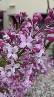大乗寺(愛知県)
