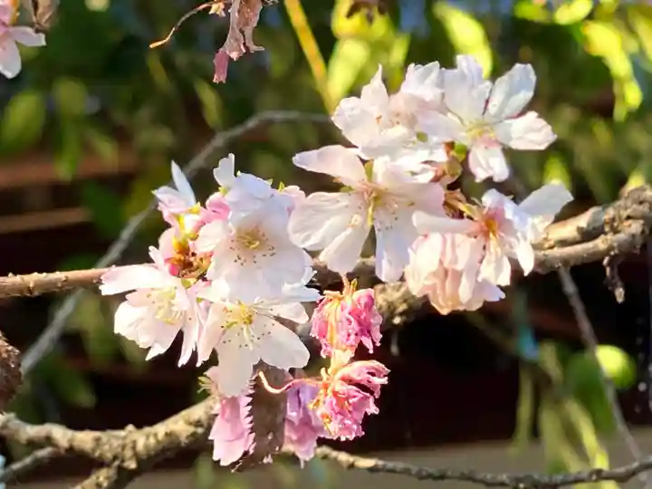 平野神社(京都府)