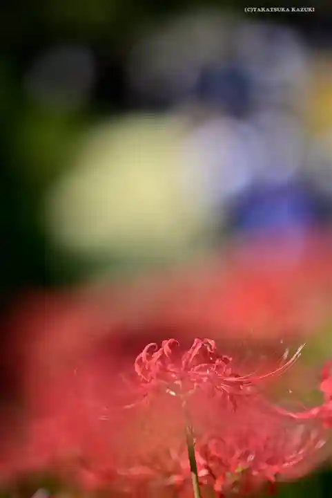 横浜 西方寺の自然