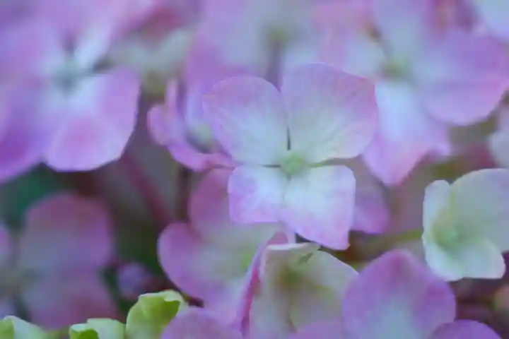 三室戸寺(京都府)