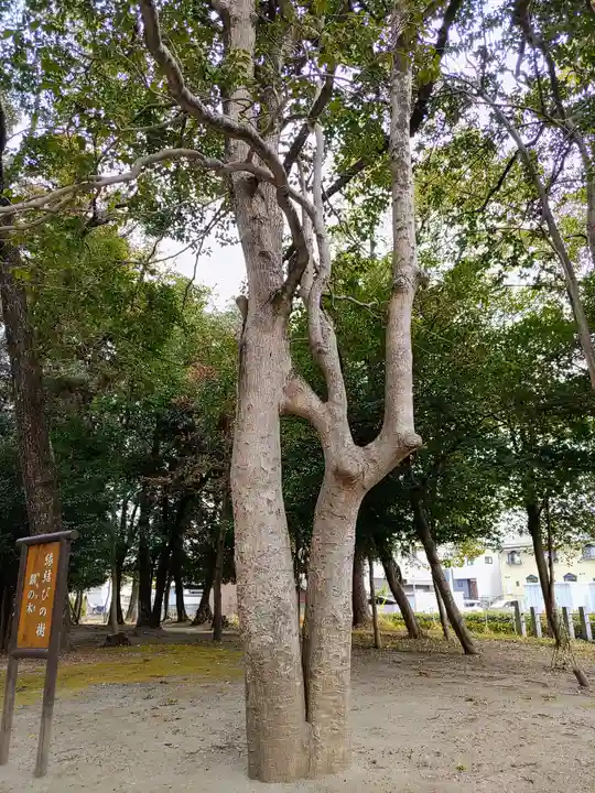 鹿島神社(大林鹿島神社)の自然