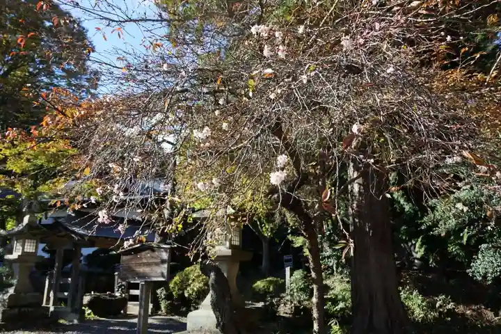 鹿島大神宮の自然