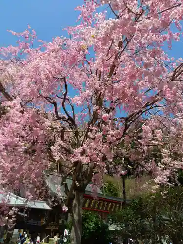 太平山神社の自然