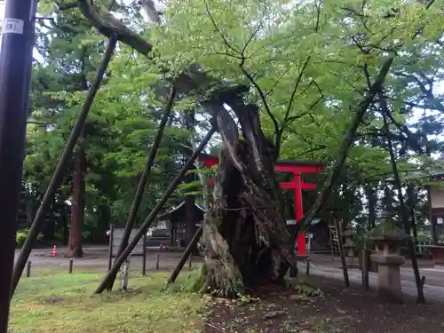 蠶養國神社の自然