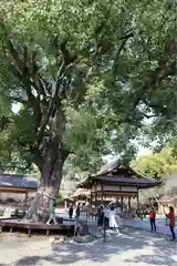 平野神社(京都府)