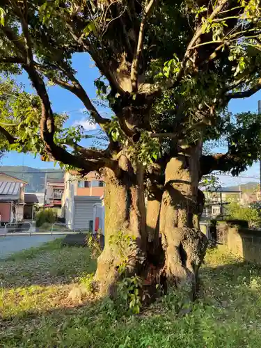 三島神社の自然
