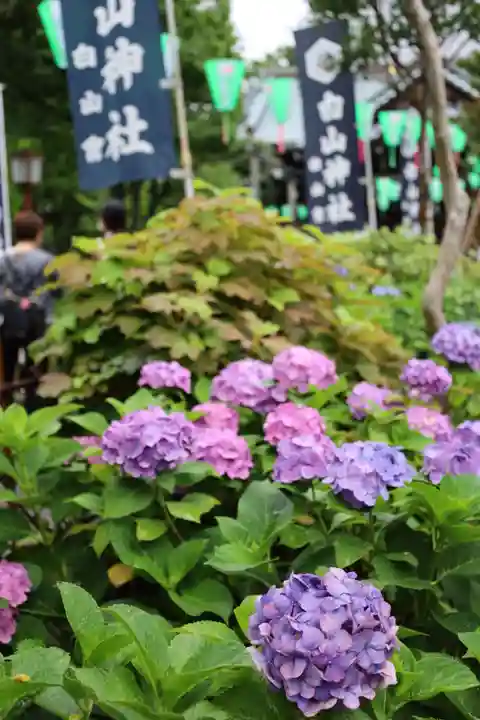 白山神社(東京都)