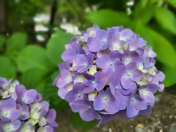 若宮八幡社の自然
