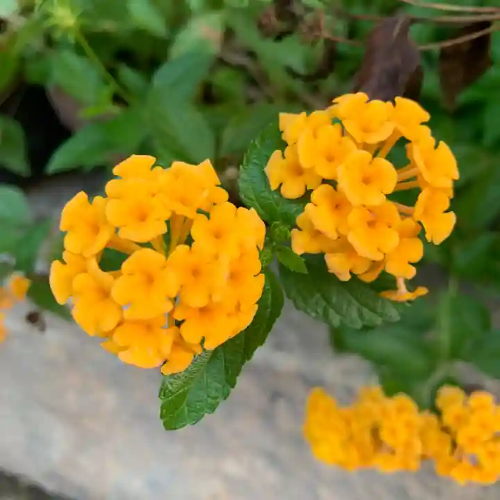 豊景神社の自然