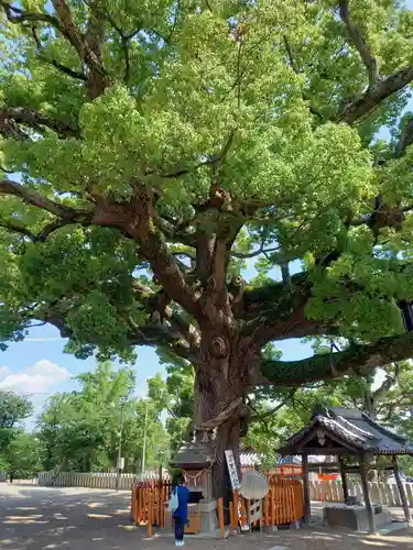 百舌鳥八幡宮の自然