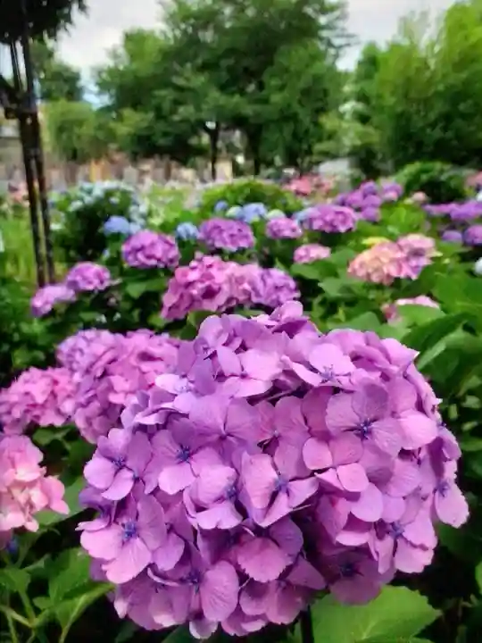 妙法寺(東京都)
