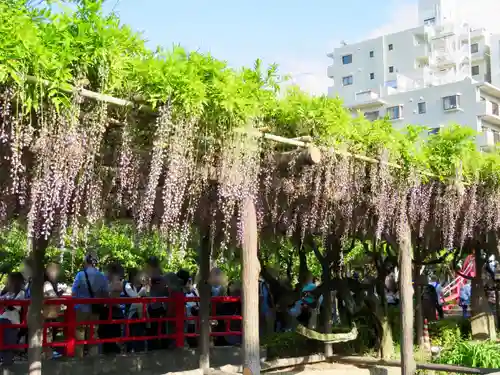 亀戸天神社の庭園