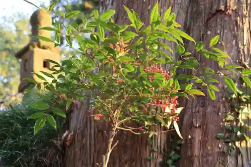 阿久津「田村神社」（郡山市阿久津町）旧社名：伊豆箱根三嶋三社の自然