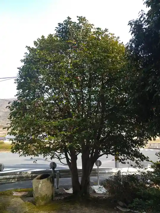 青木大師の自然