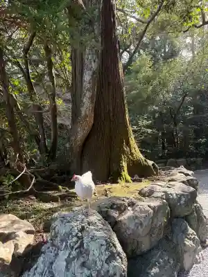 伊勢神宮外宮（豊受大神宮）の{uncategorized: "未分類", other: "その他", undefined: "問題あり", building: "その他建物", grave: "お墓", sacred_gate: "鳥居", guardian: "狛犬", statue: "像", buddha: "仏像", history: "歴史", nature: "自然", garden: "庭園", animal: "動物", pagoda: "塔", temizu: "手水舎", mountain_gate: "山門・神門", sanctuary: "本殿・本堂", subordinate: "末社・摂社", art: "芸術", scenery: "景色", jizo: "地蔵", ema: "絵馬", goshuin: "御朱印", omikuji: "おみくじ", items: "授与品その他", amulet: "お守り", goshuincho: "御朱印帳", eats: "食事", festival: "お祭り", votive_dance: "神楽", shichigosan: "七五三参", wedding: "結婚式", experience: "体験その他", initially: "初詣", around: "周辺", anti_infection: "感染症対策"}