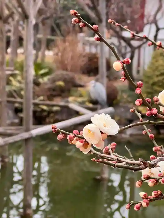 亀戸天神社の自然