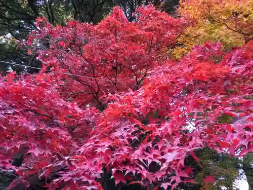 筑波山神社の自然