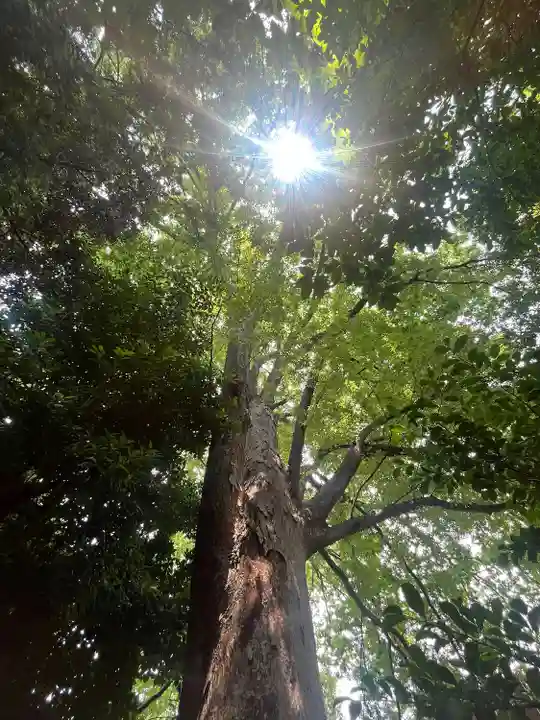 鎮守氷川神社(埼玉県)
