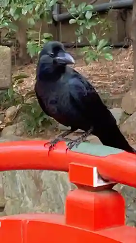 馬橋稲荷神社の動物