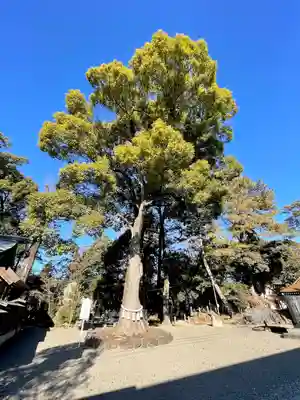 玉村八幡宮(群馬県)