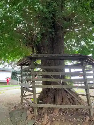 熊野神社（長井熊野神社）の自然