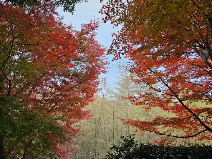 華厳寺(鈴虫寺)(京都府)