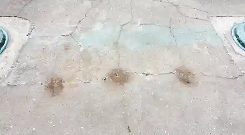 長沼八幡宮(栃木県)