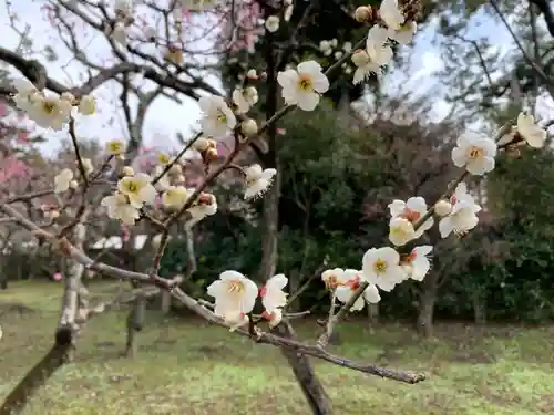 北野天満宮の自然