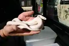 清光院の動物