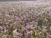 伏木香取神社の自然