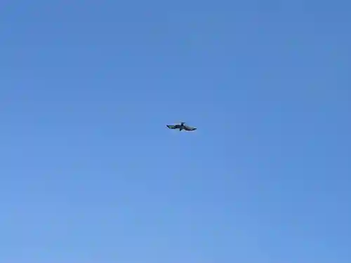 竹ノ子島天満宮の動物