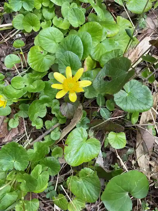尾張冨士大宮浅間神社(愛知県)