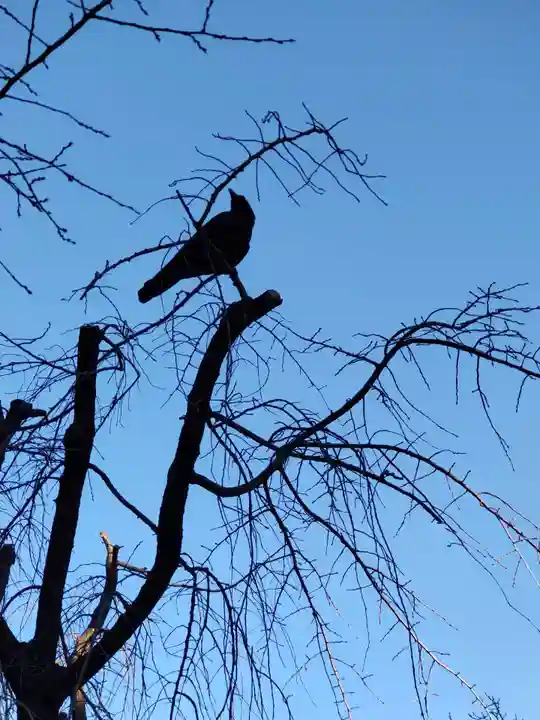 亀戸 香取神社の庭園