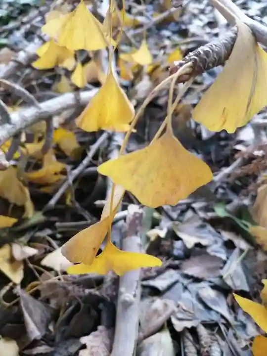 網戸神社の自然