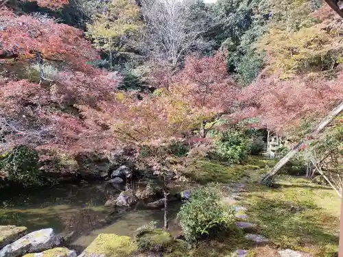 実相院門跡の自然
