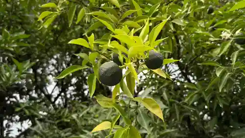 卜雲寺(埼玉県)