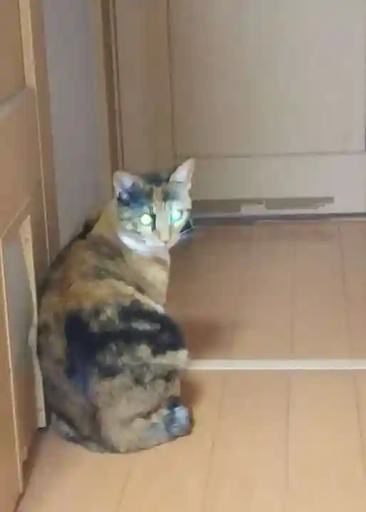 増上寺塔頭 三縁山 宝珠院の動物