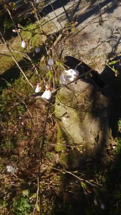 網戸神社の自然