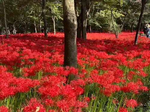 高麗神社(埼玉県)