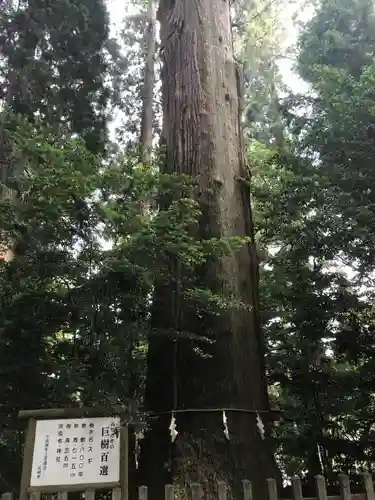 高千穂神社の自然