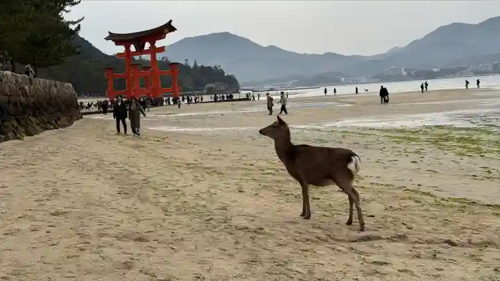 厳島神社(広島県)