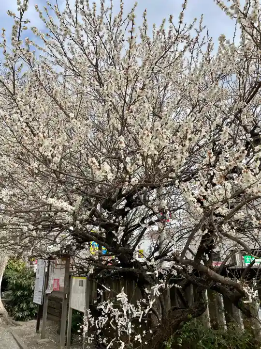 氷川鍬神社の{uncategorized: "未分類", other: "その他", undefined: "問題あり", building: "その他建物", grave: "お墓", sacred_gate: "鳥居", guardian: "狛犬", statue: "像", buddha: "仏像", history: "歴史", nature: "自然", garden: "庭園", animal: "動物", pagoda: "塔", temizu: "手水舎", mountain_gate: "山門・神門", sanctuary: "本殿・本堂", subordinate: "末社・摂社", art: "芸術", scenery: "景色", jizo: "地蔵", ema: "絵馬", goshuin: "御朱印", omikuji: "おみくじ", items: "授与品その他", amulet: "お守り", goshuincho: "御朱印帳", eats: "食事", festival: "お祭り", votive_dance: "神楽", shichigosan: "七五三参", wedding: "結婚式", experience: "体験その他", initially: "初詣", around: "周辺", anti_infection: "感染症対策"}