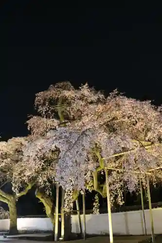 三宝院（三宝院門跡）の庭園